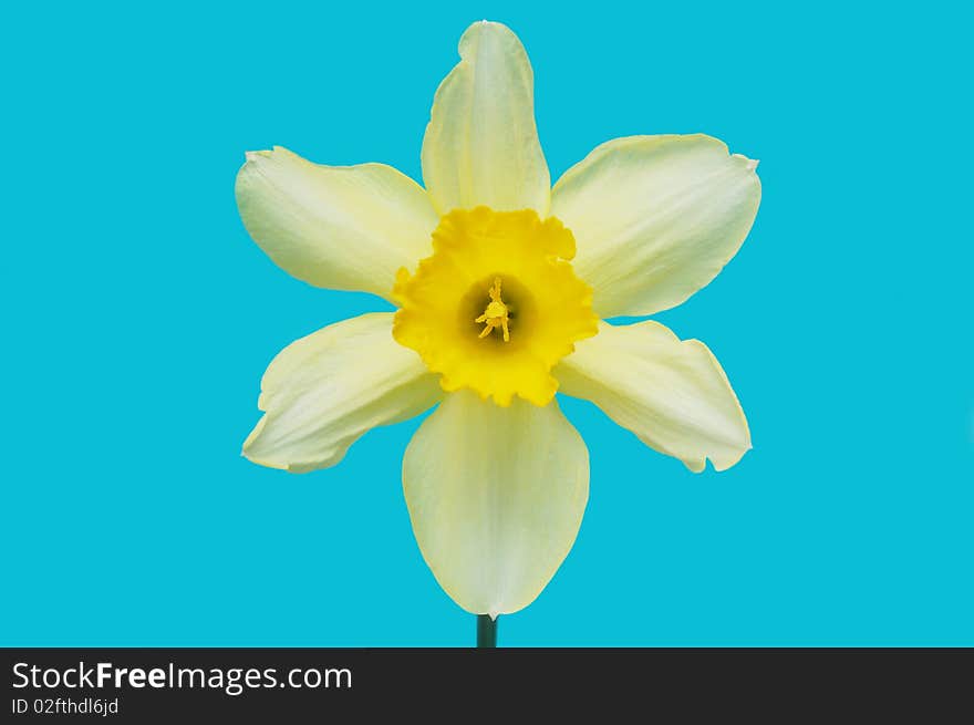 Beautiful spring daffodil on blue background