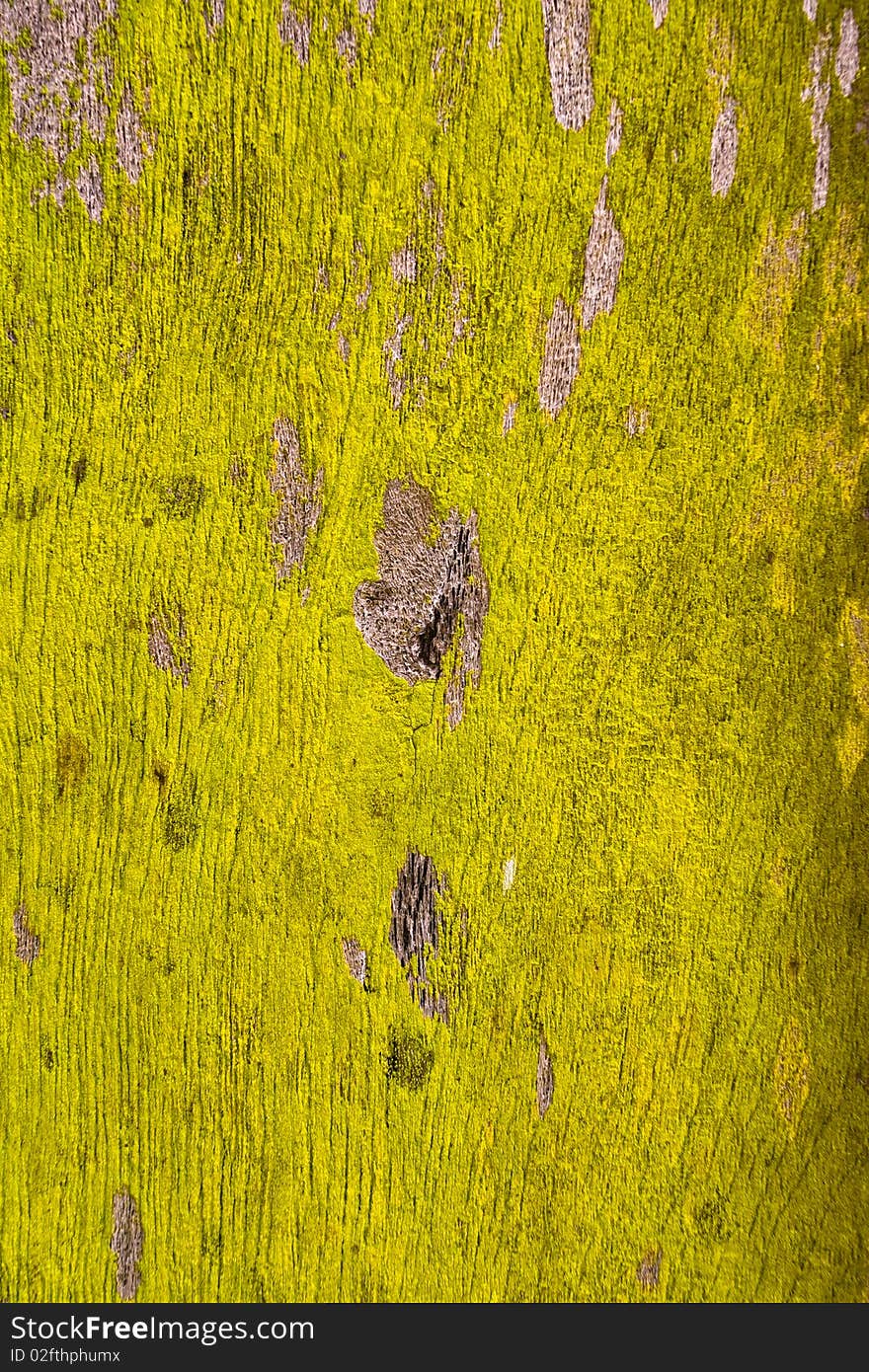 Green moss on a wooden door.