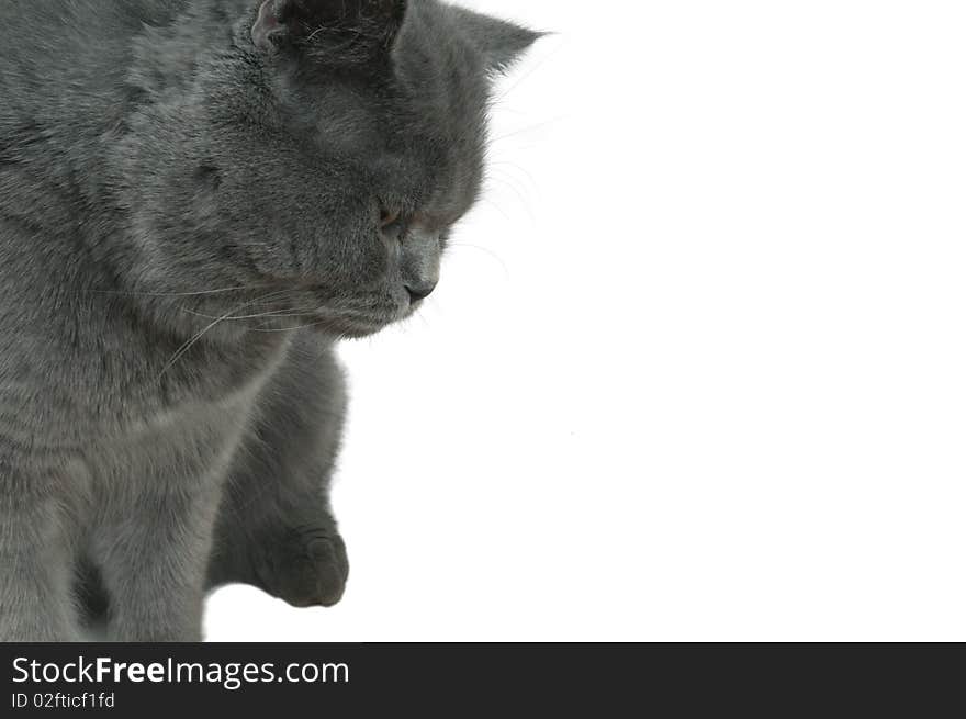 Gray cat looking at something. Isolated on white.