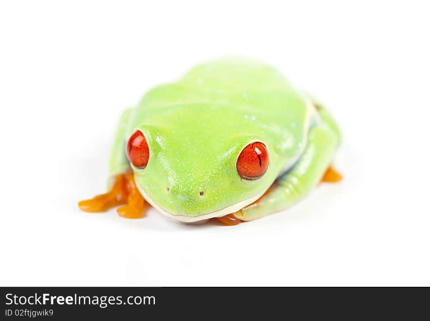 Red eyed tree frog sitting on white background