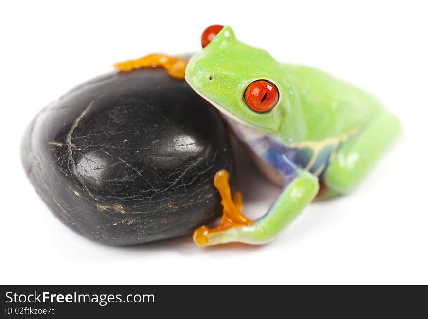 Red eyed tree frog sitting on black stone