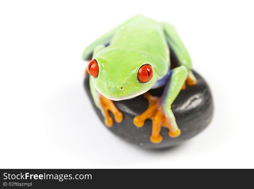 Red eyed tree frog sitting on black stone