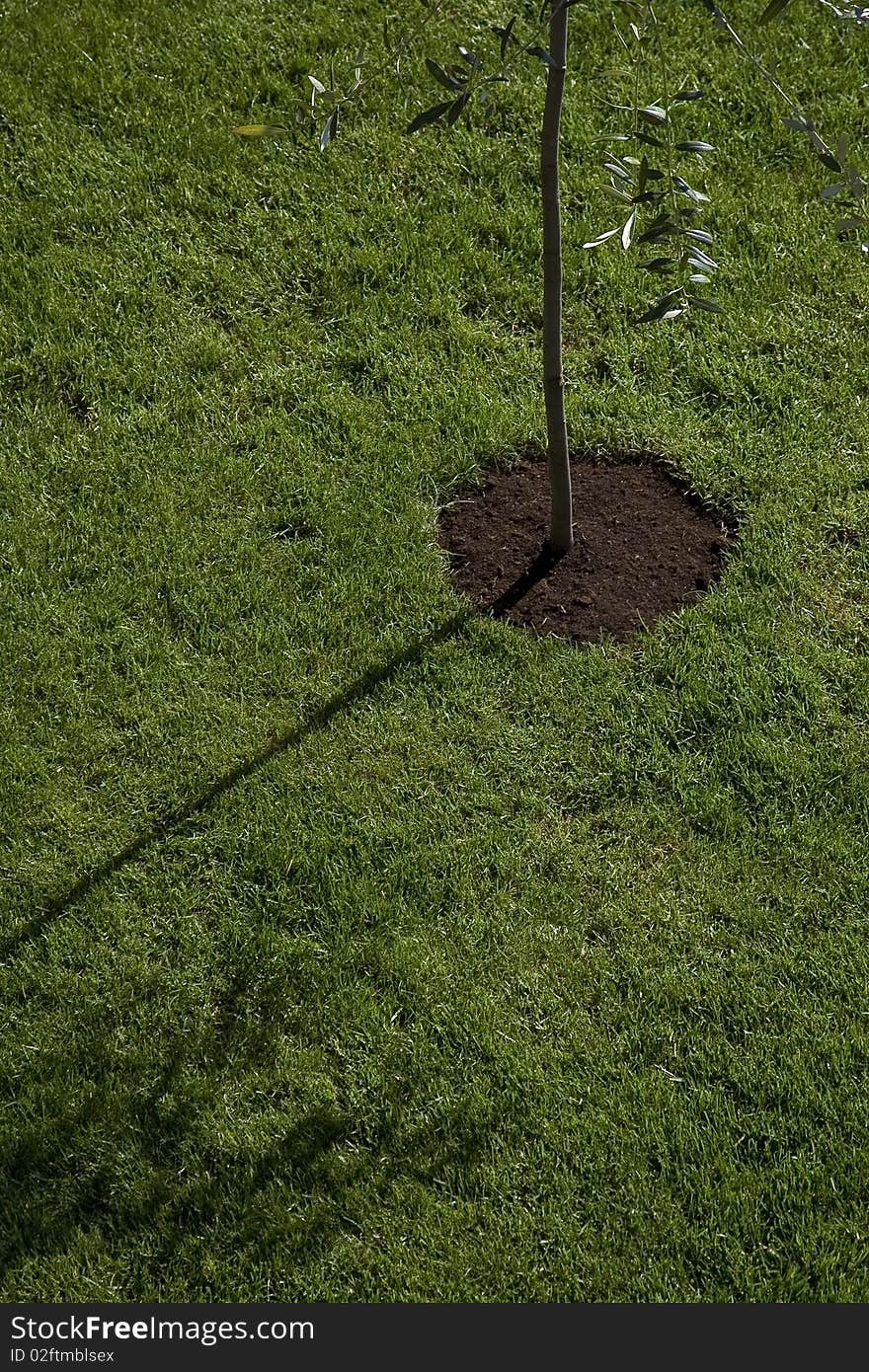 Olive tree and shadow