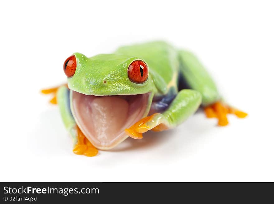 Red eyed tree frog sitting on white background