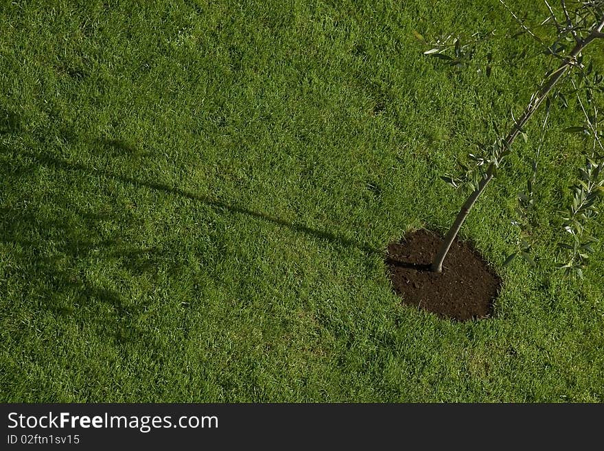 Detail of the young olive tree and its shadow. Detail of the young olive tree and its shadow.