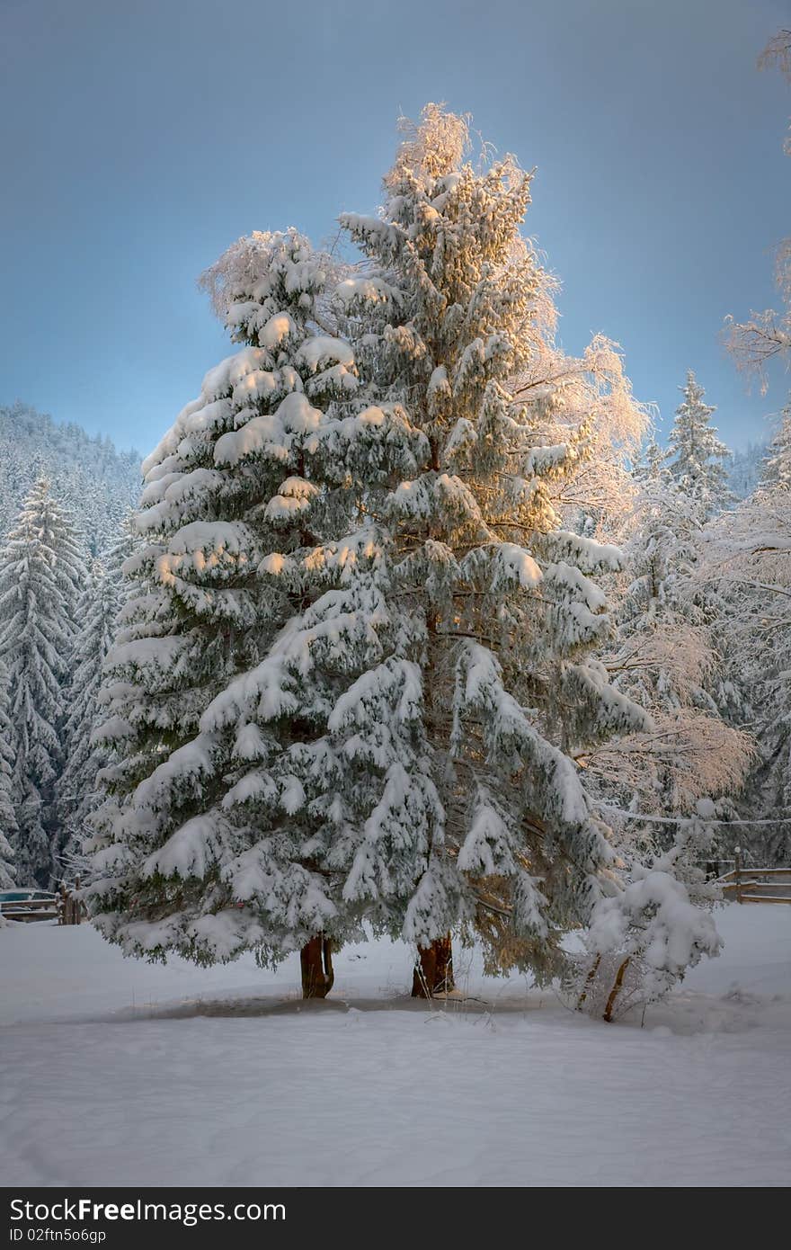 Late afternoon sunlight glowing in a snow covered tree. Late afternoon sunlight glowing in a snow covered tree