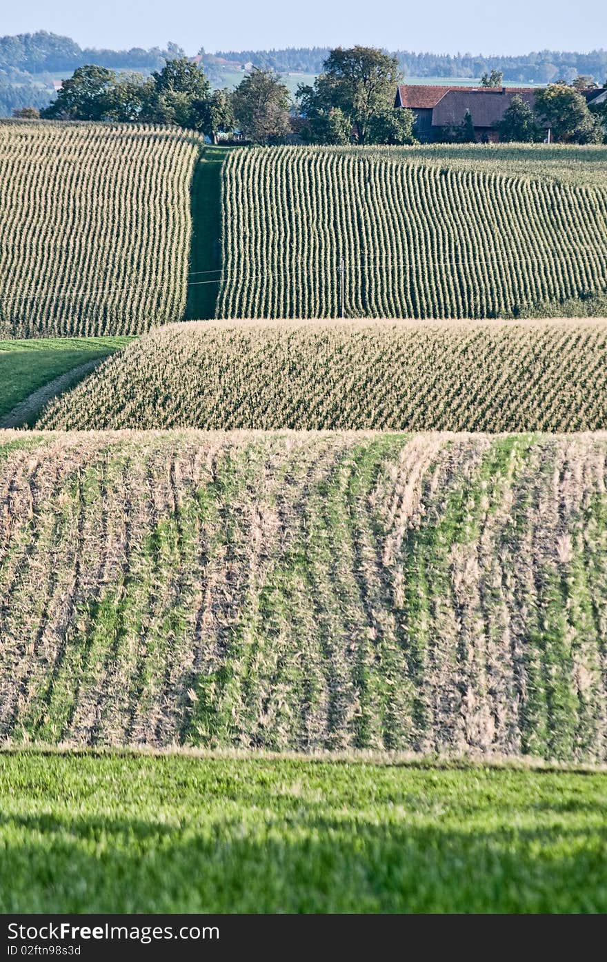 Hilly Corn Field in Upper Austria