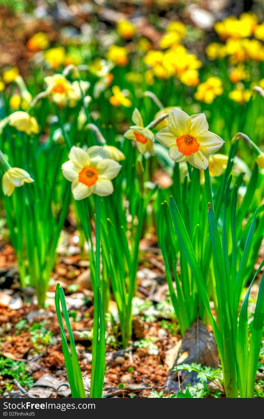 People love the flower color and form.