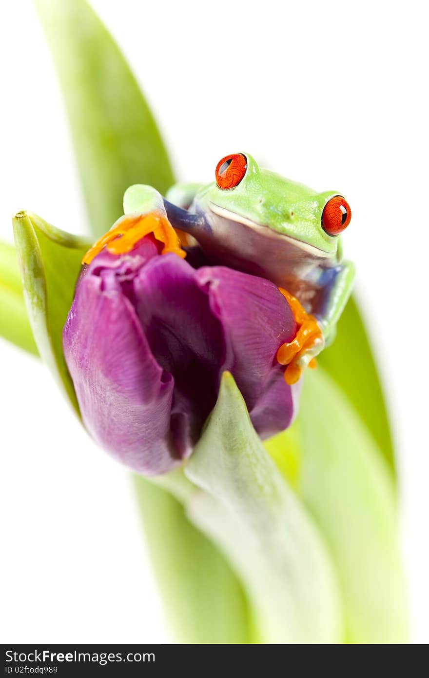 Red eyed tree frog sitting on flower. Red eyed tree frog sitting on flower