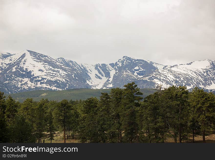 Mountain Forest