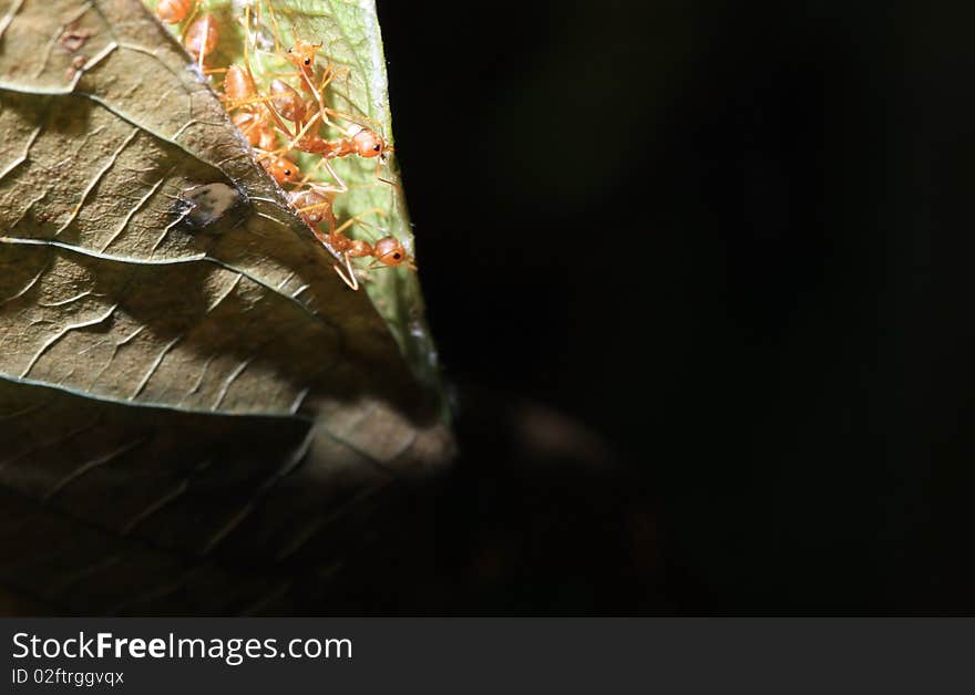 Macro story of ants,red ant