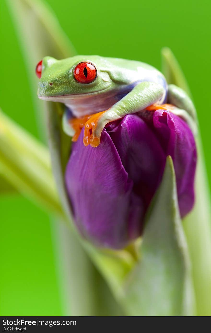 Red eyed tree frog sitting on flower