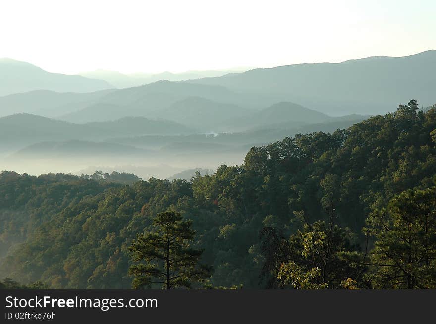 Mountain treetops