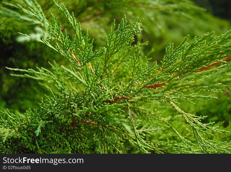 Green Branches