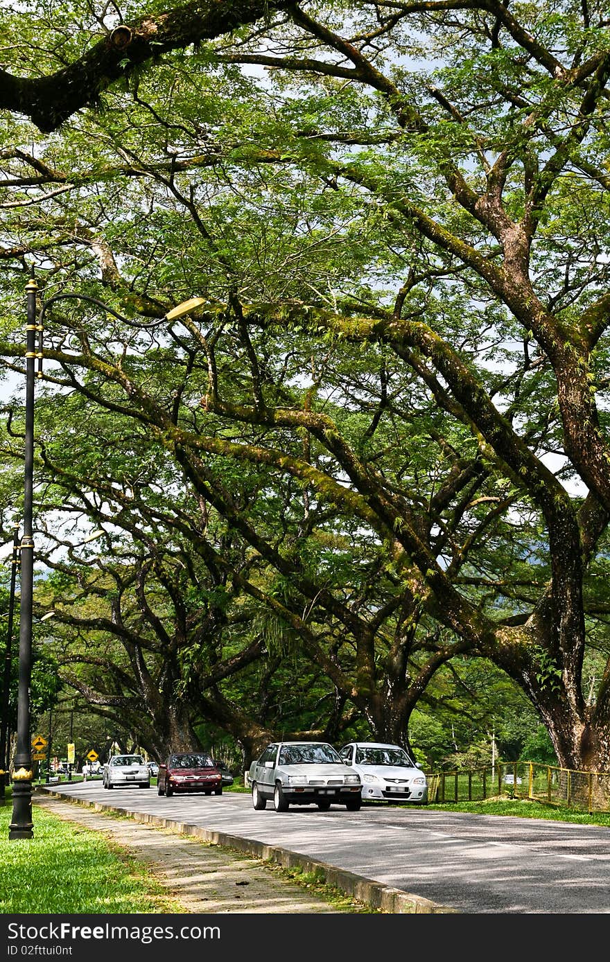 Taiping lake gardens green park