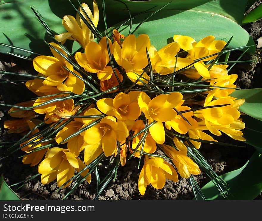 Spring crocuses