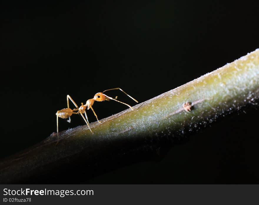 Ant on a takl of lvaves