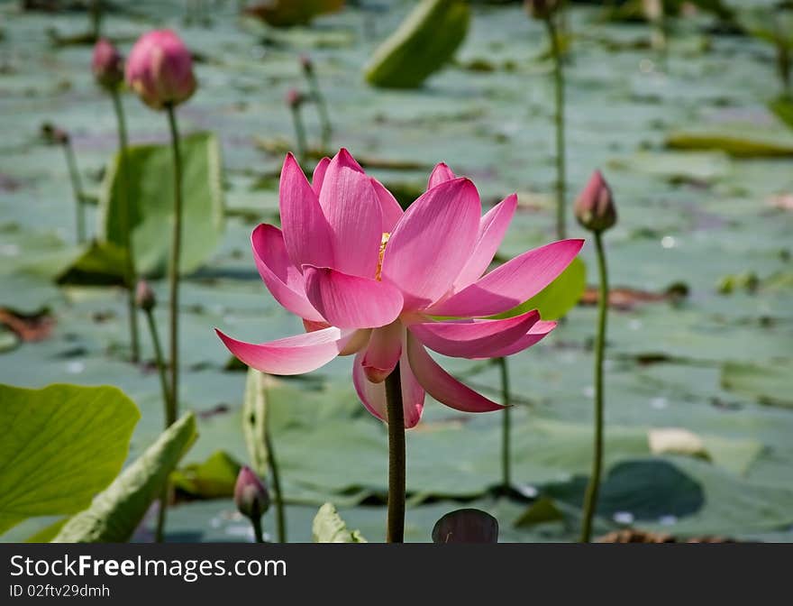 Lotus flower