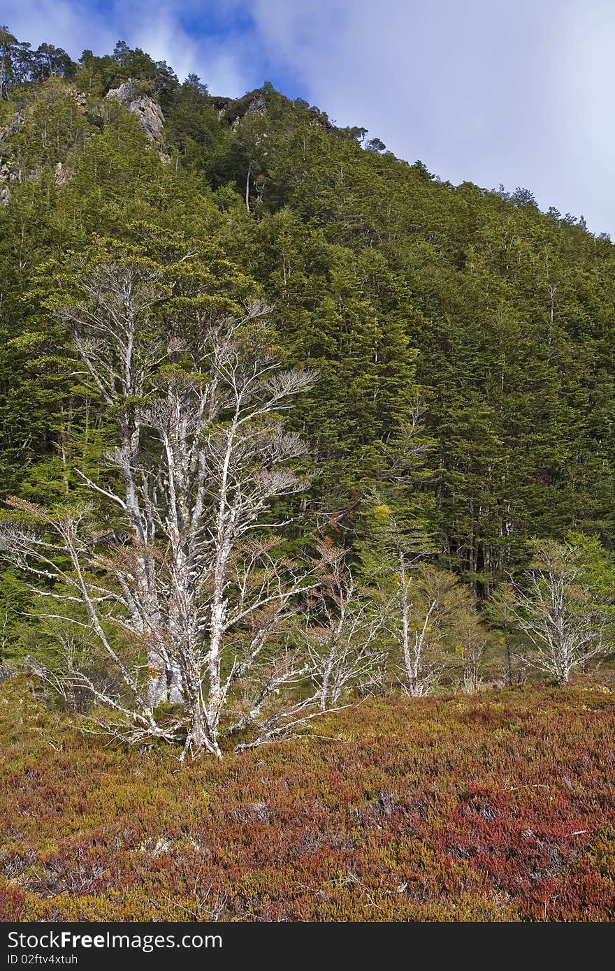 Magellanic Forest