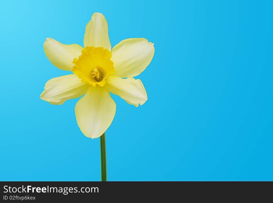 Beautiful spring daffodil on blue background. Beautiful spring daffodil on blue background