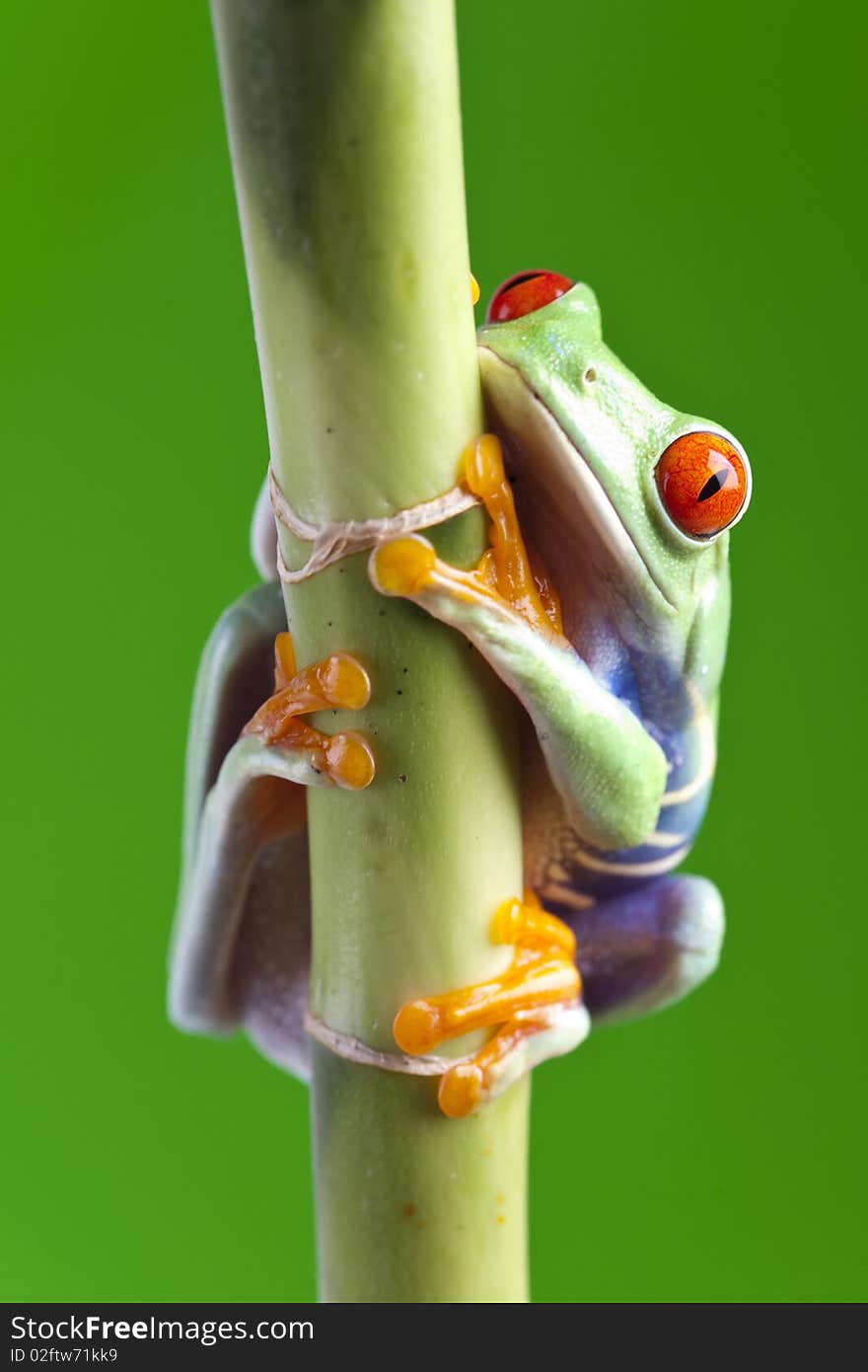 Frog on tulip on bamboo