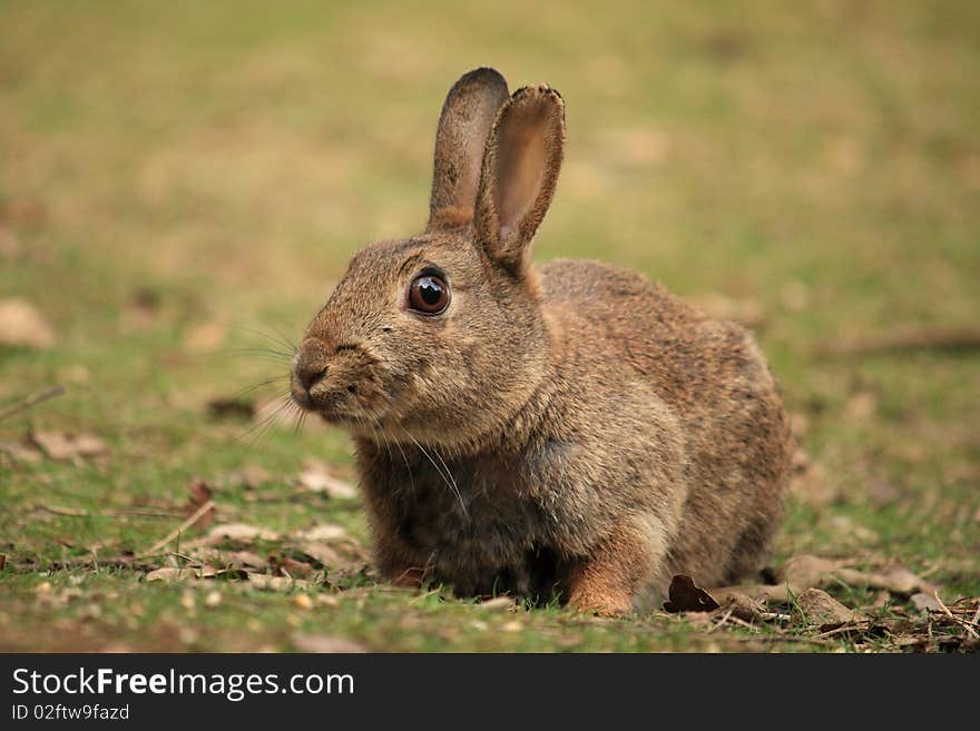 Wild rabbit looking nervously around in a field