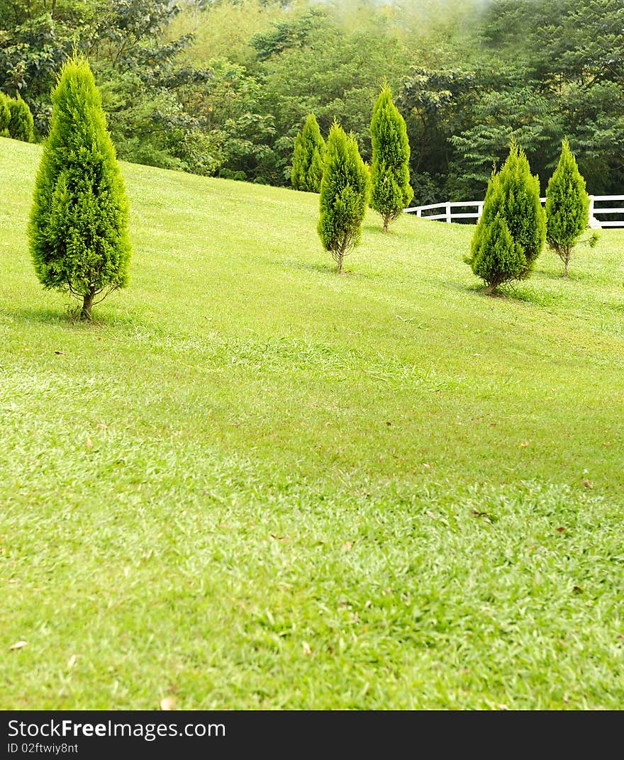 Stand trees in the park. Stand trees in the park