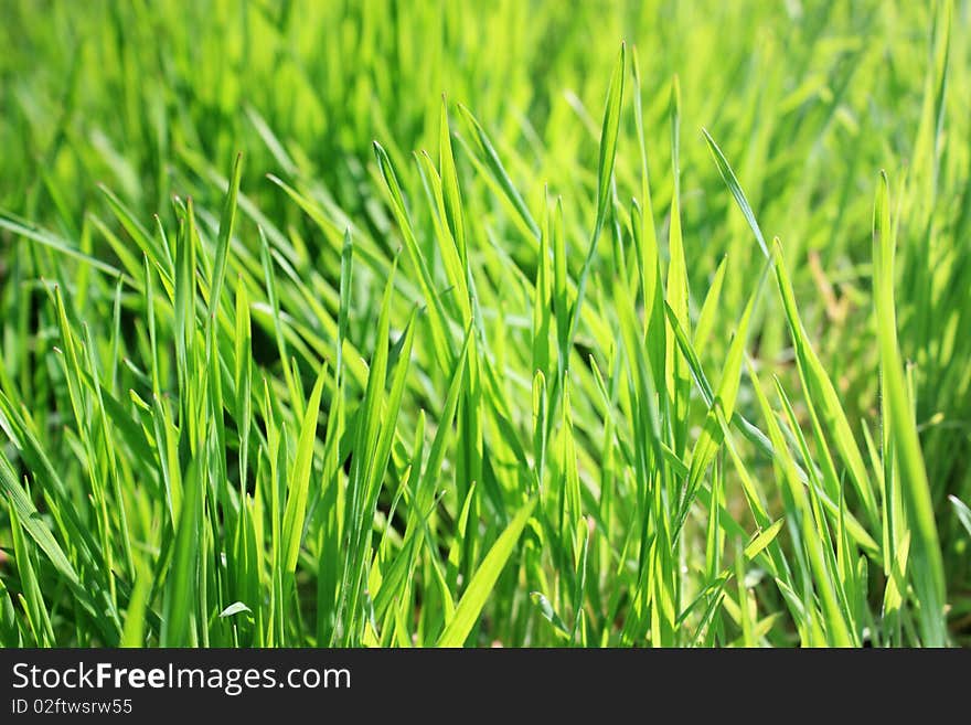 New fresh green grass  shallow depth of field. New fresh green grass  shallow depth of field