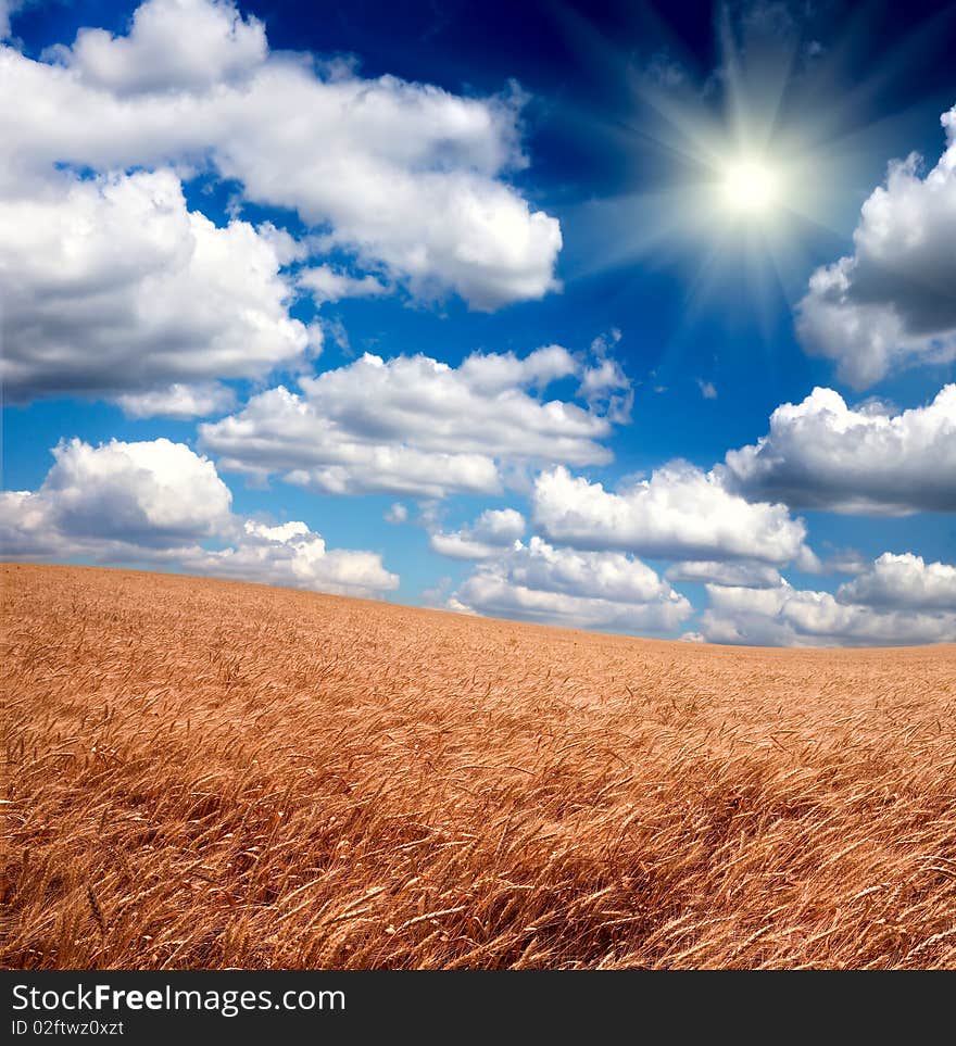 Golden wheat field under a blue sky and sunshine