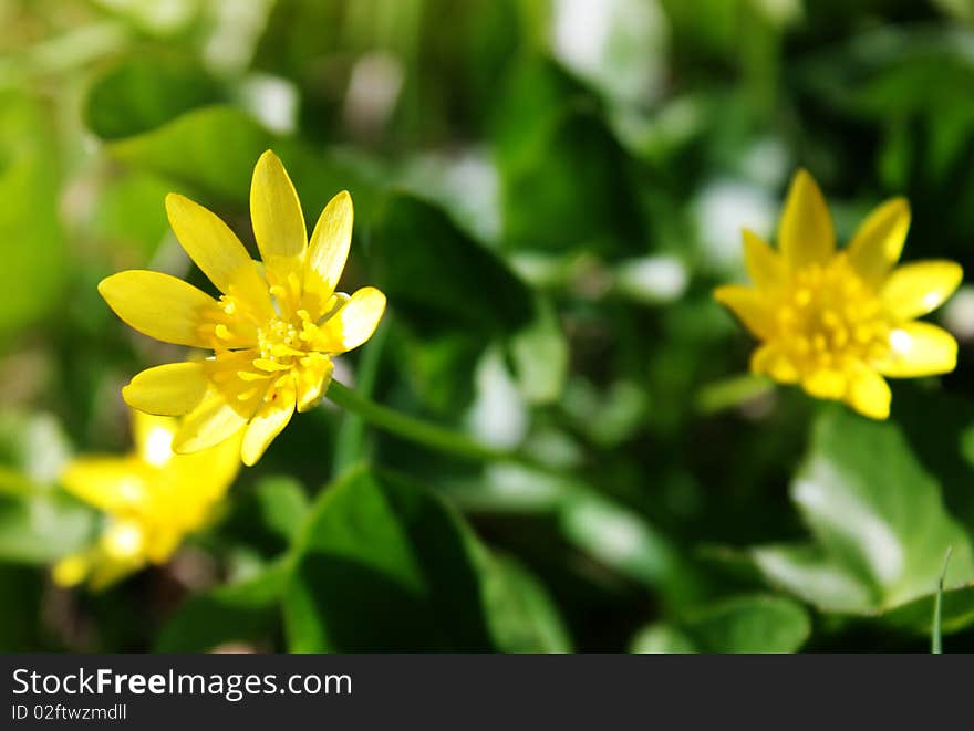 Blooming yellow spring flowers as background