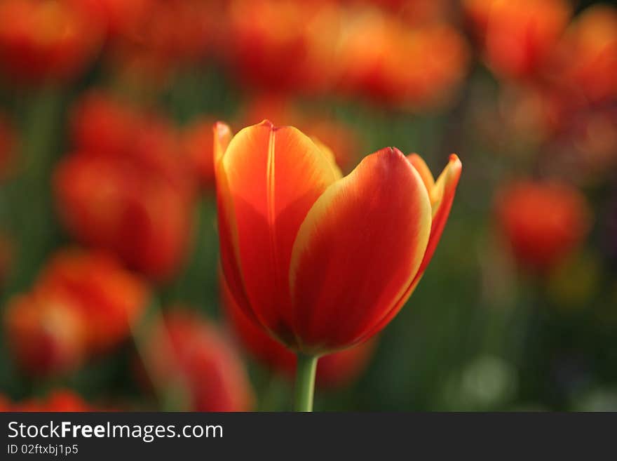 Red tulip