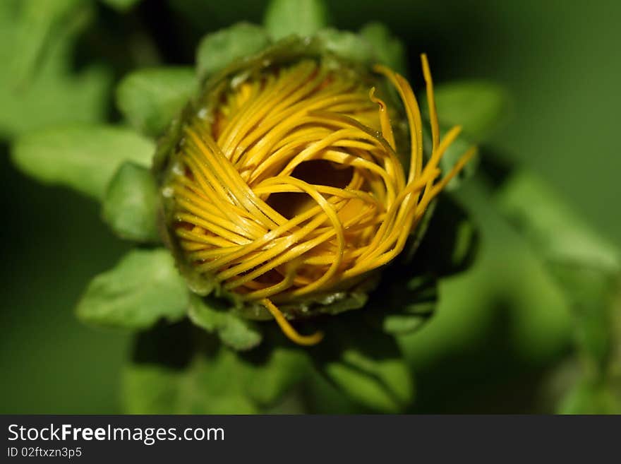 A doronicum