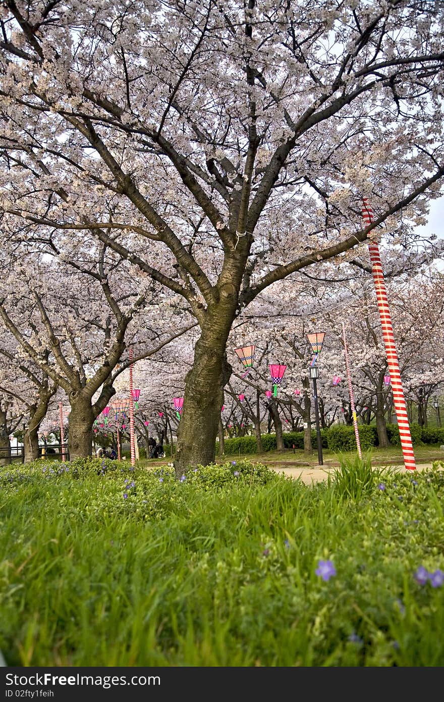 Cherry blossom trees in a japanese park in osaka, ready for ohanami festival, with hanami lanterns.