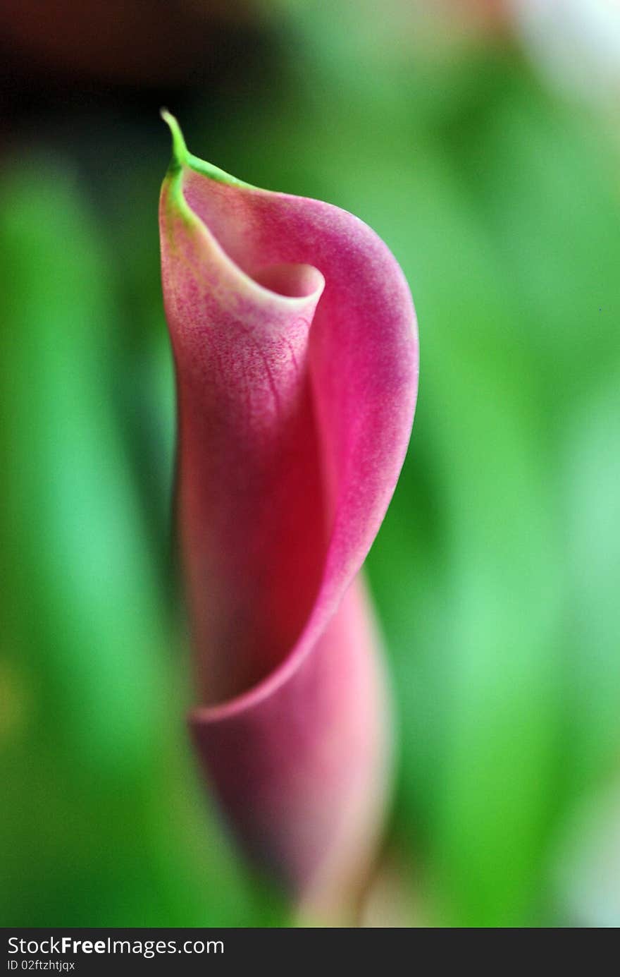Close up with calla lily flower on green background