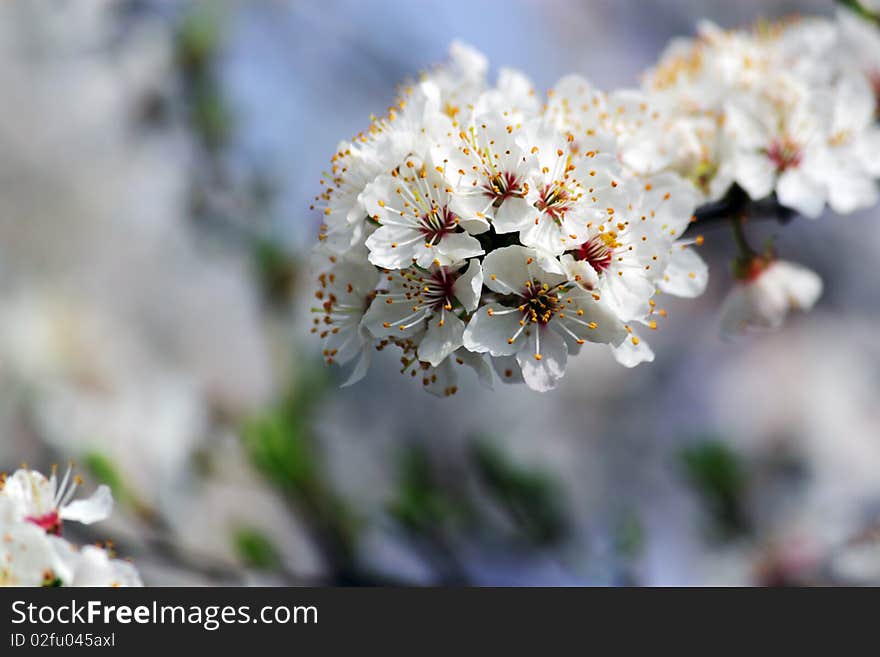 Flower on a branch of a tree in a spring wood