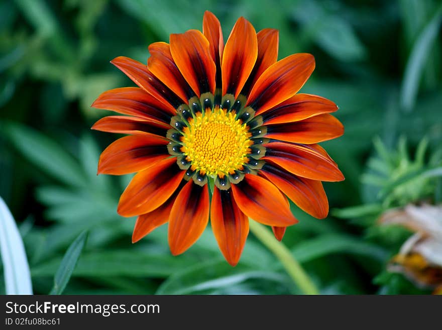 Gerbera green background