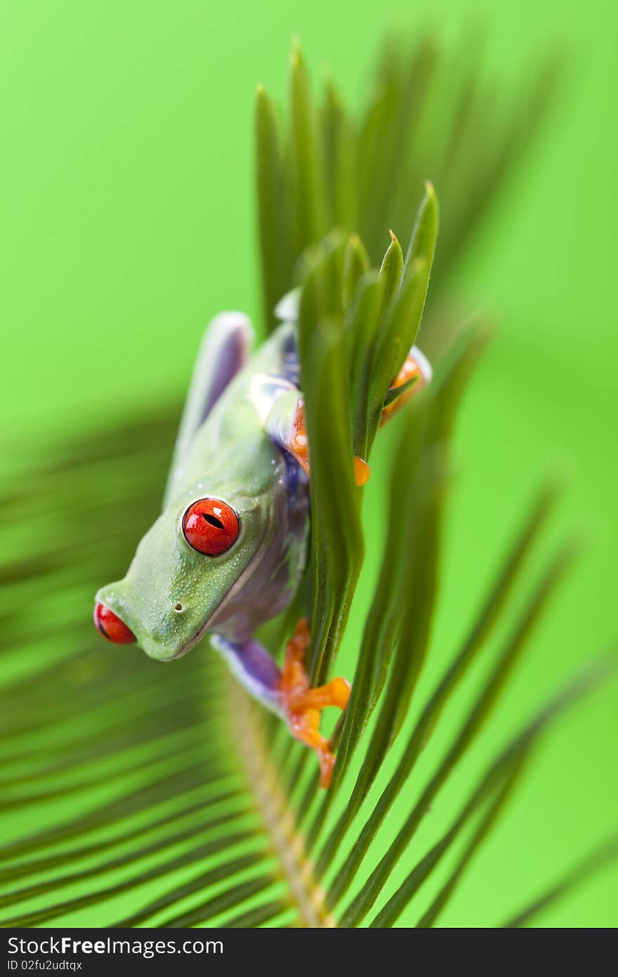 Red eyed tree frog sitting on green leaf. Red eyed tree frog sitting on green leaf