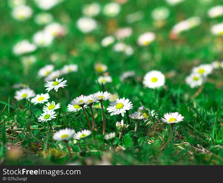 Small white daisywheels on green meadow