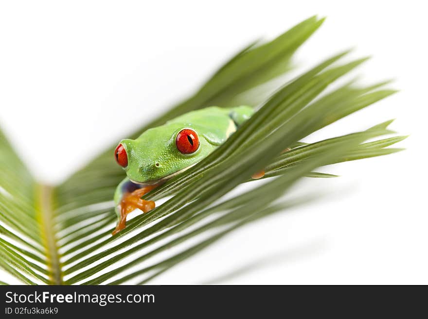 Red eyed tree frog sitting on green leaf. Red eyed tree frog sitting on green leaf