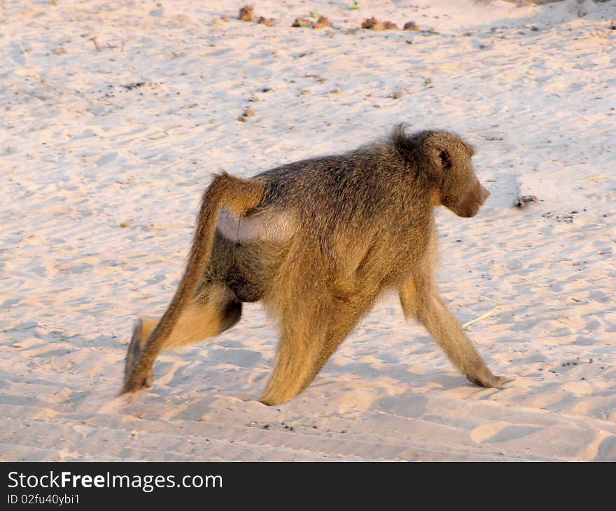 Baboon