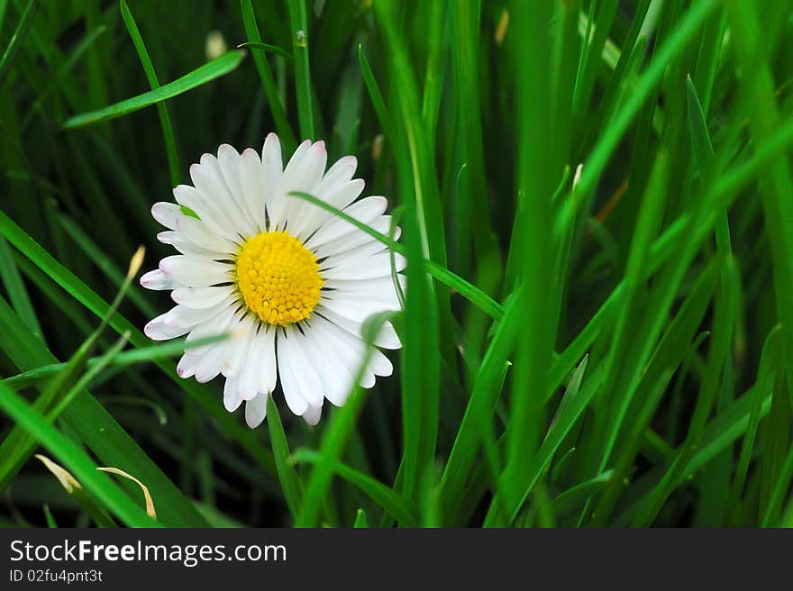 Macro daisy flower in green grass