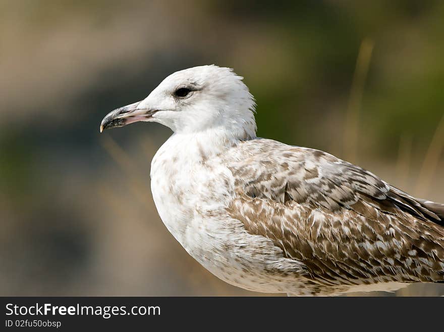 Seagull On The Rock