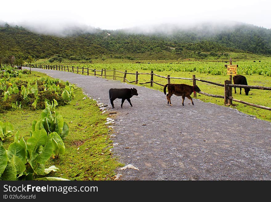 The mountain ranch of Lijiang