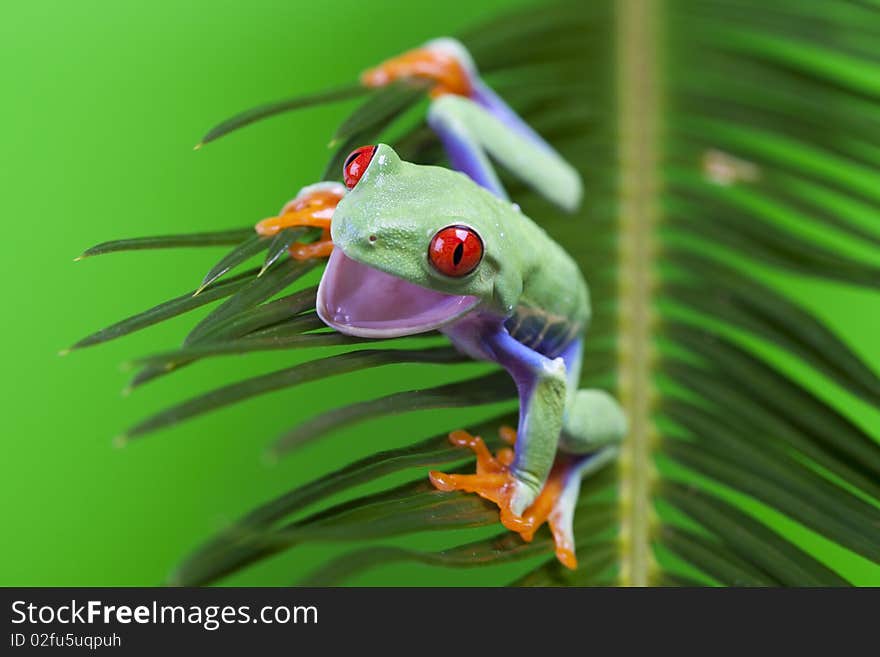 Red eyed tree frog sitting on green leaf