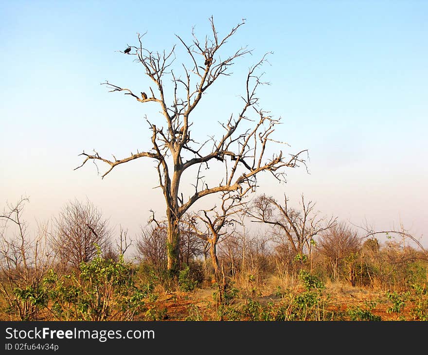 Chobe National Park