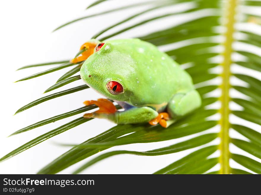 Red eyed tree frog sitting on leaf. Red eyed tree frog sitting on leaf