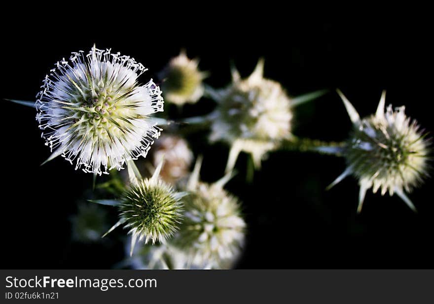 The thistle