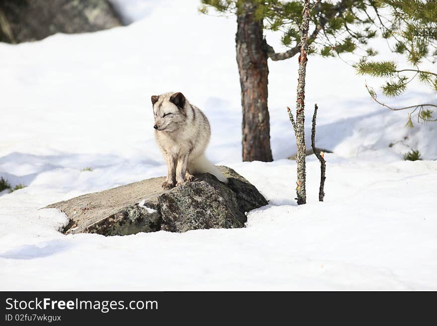 A photo of a arctic fox in winter