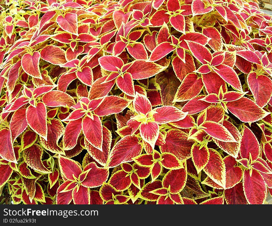 Unique plant of Lijiang