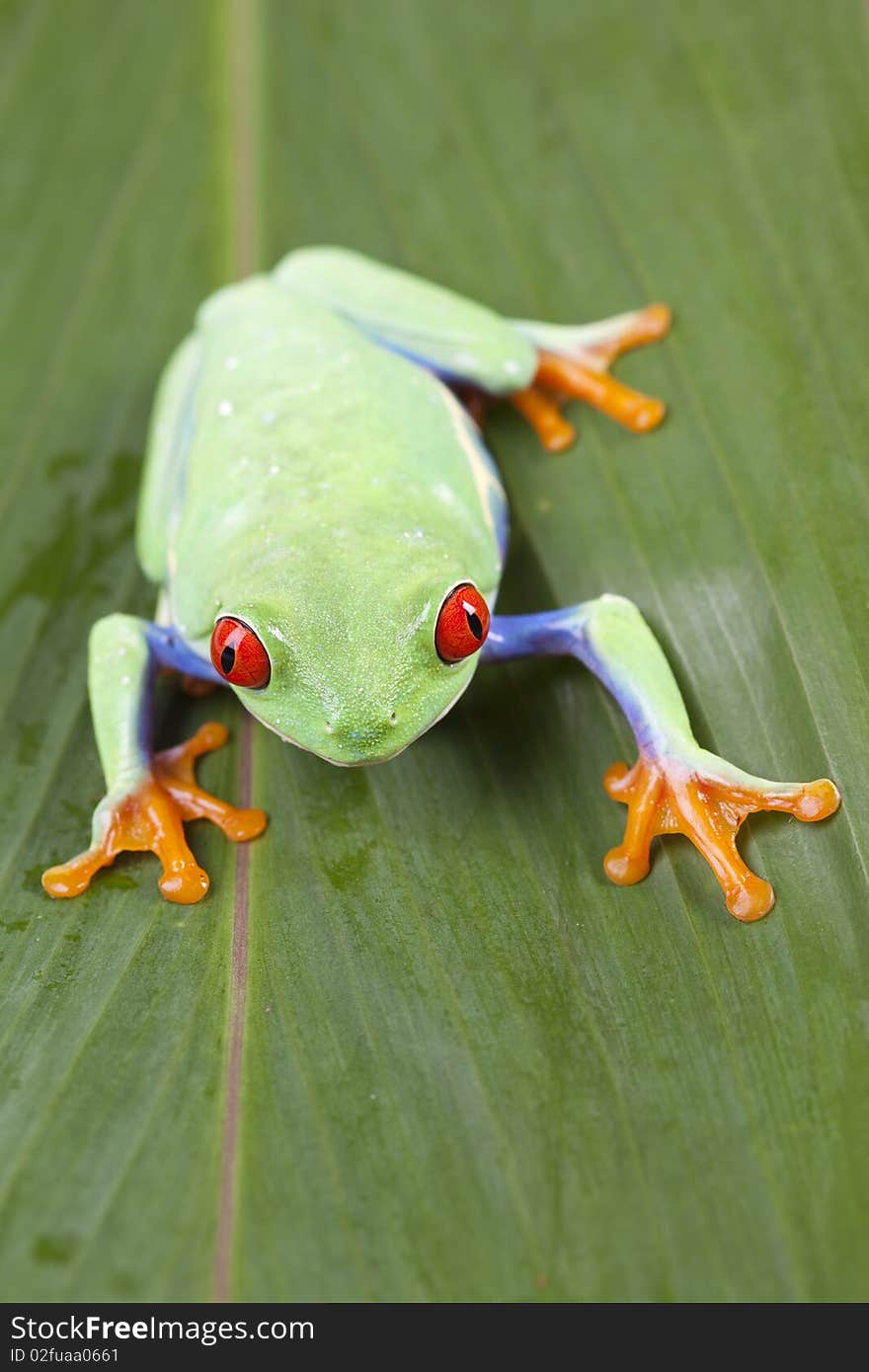 Red eyed tree frog sitting on green leaf